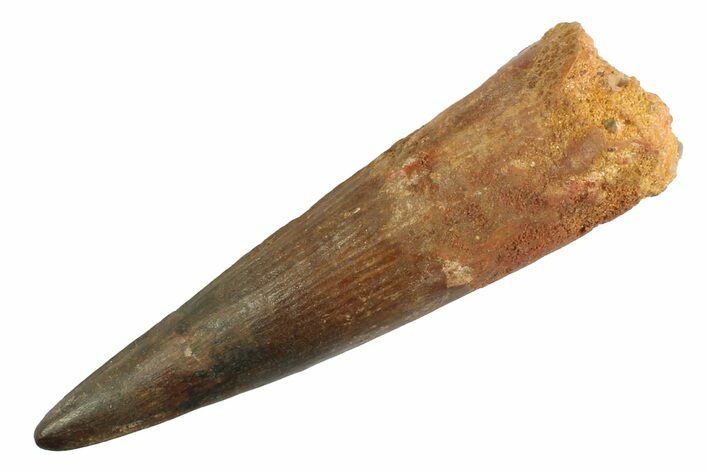 Real Fossil Spinosaurus Tooth - Composite Tooth #347204